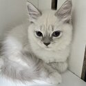 Ragdoll mix Ragamuffin-2