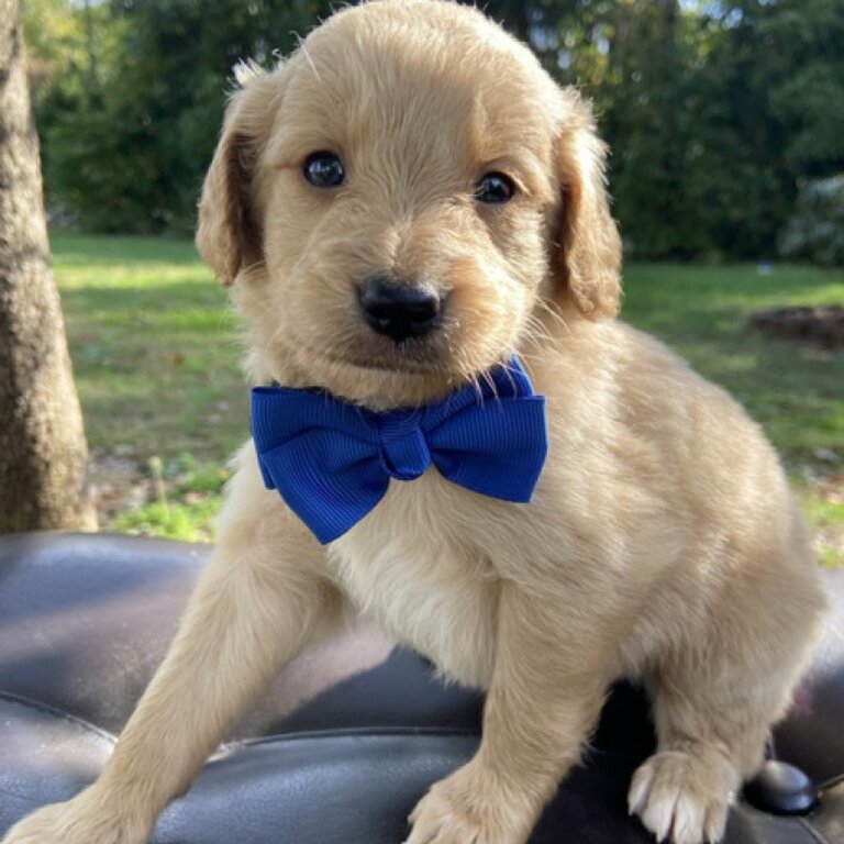 Cute labradoodle puppies