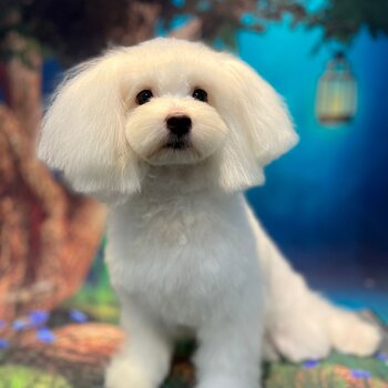 9 Month Old Female Maltese Puppy