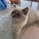 (RE-HOMED) Blue Lynx Bi-color Ragdoll -2