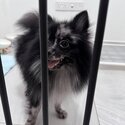 Merle Pomeranian (Negotiable) -2