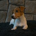 Miniature Jack Russell Terrier-1