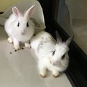 Rabbit for Adoption (no charges) for Genuine Rabbit Lover-3