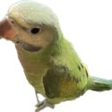 Small green parrot -0