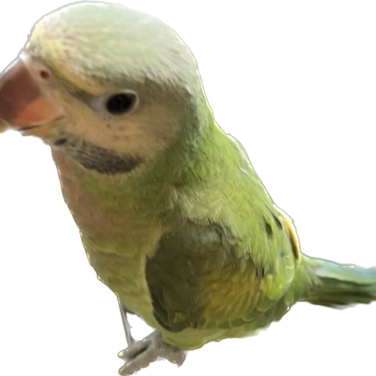 Small green parrot 