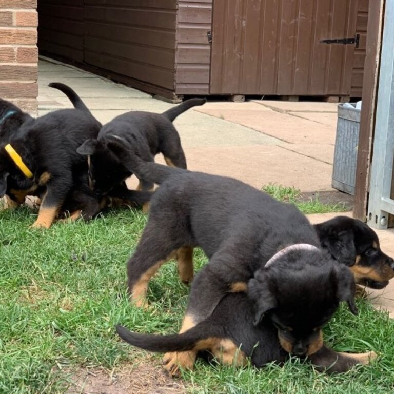 Beautiful male and female Rottweiler puppies available