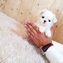 Health Registered Toy Poodle Puppies -2