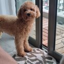 11month old Poodle -2