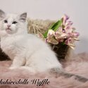 Truly amazing , top quality pedigree Ragdolls with full package-4