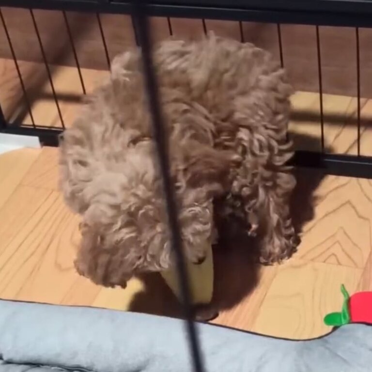 3 months male poodle 