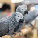 Friendly Super Tame Cuddly Talking African Grey Parrots-0