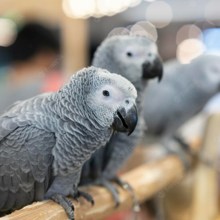 Friendly Super Tame Cuddly Talking African Grey Parrots