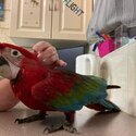 Fully Home Tamed Macaw Parrot Ready for new home-0