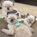 Beautiful Champion Ragdoll kittens-0