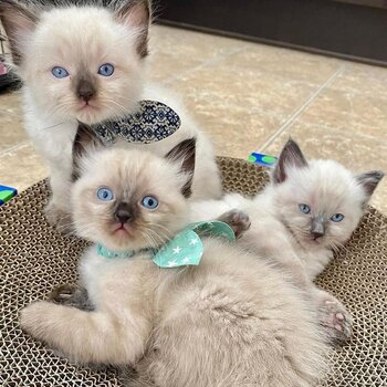 Beautiful Champion Ragdoll kittens