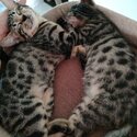 Pure Bengal Kittens for sale-0