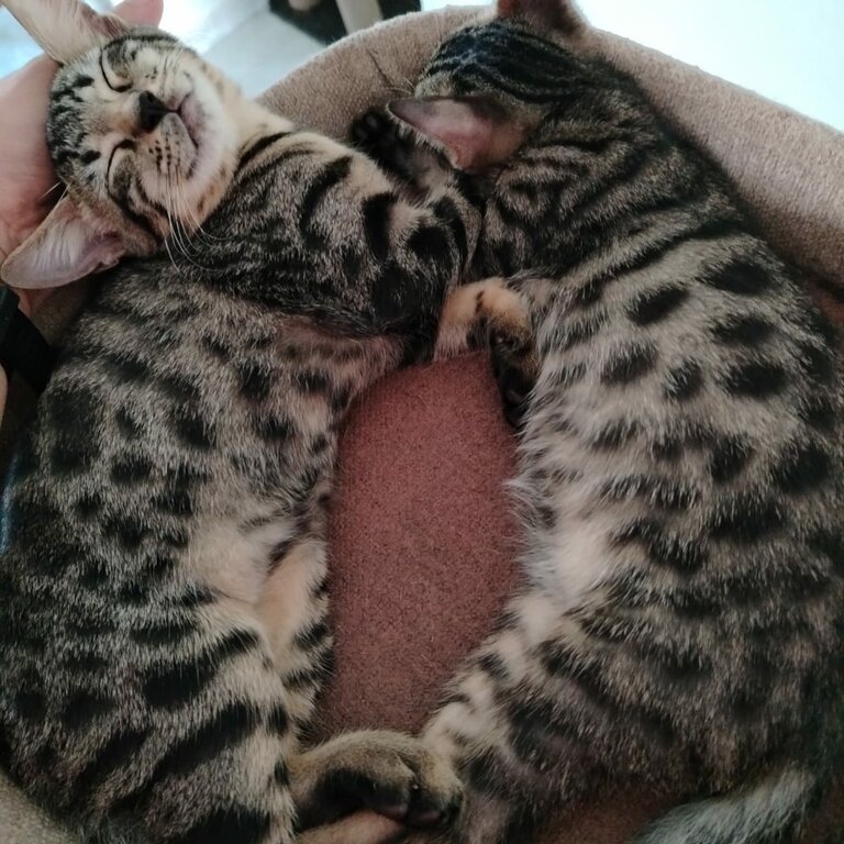 Pure Bengal Kittens for sale