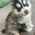 OUTSTANDING BLUE EYE TINY POMSKY PUPS-1