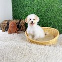 Maltipoo Puppies for Sale The Lovely Pets-1