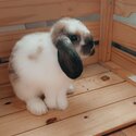 Holland lop rabbit for sale -2