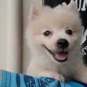 2 mths old male pomeranian puppy-0