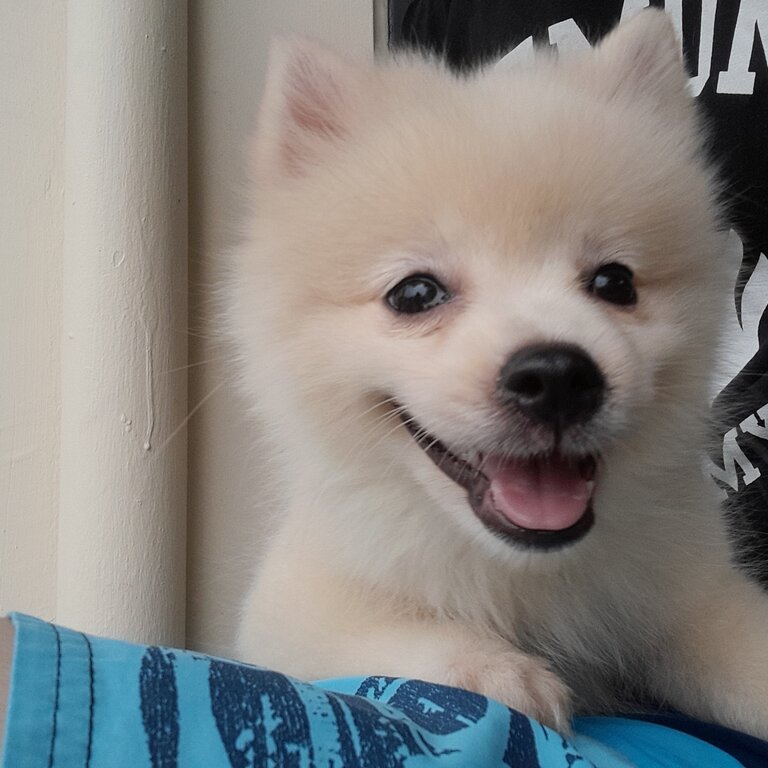 2 mths old male pomeranian puppy