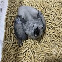 African Grey Babies for Adoption-0