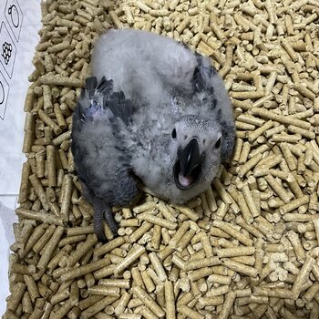 African Grey Babies for Adoption