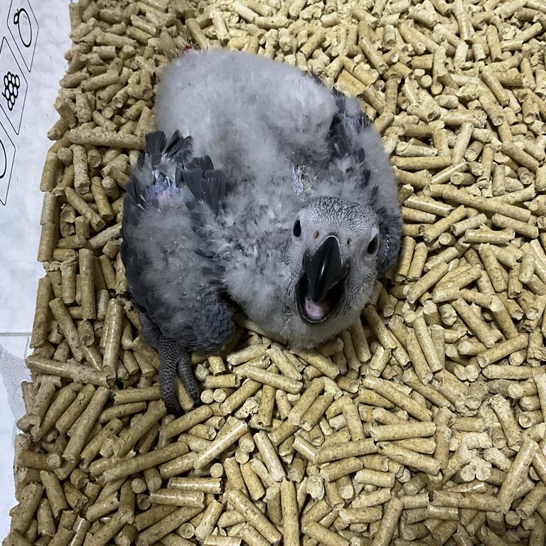 African Grey Babies for Adoption