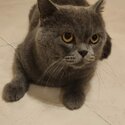 Male Pure Breed British Shorthair &amp; Mixed breed Long Hair Cat for sale -1