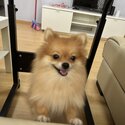 Female Pomeranian for sale-1