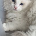 Pedigree Ragdoll Kittens - private adoption -4