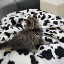Adorable mixed breed Kittens available-2