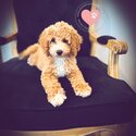 Adorable Cavoodle/Cavapoo Puppies from Australia - DNA tested parents | Expression of interest-2