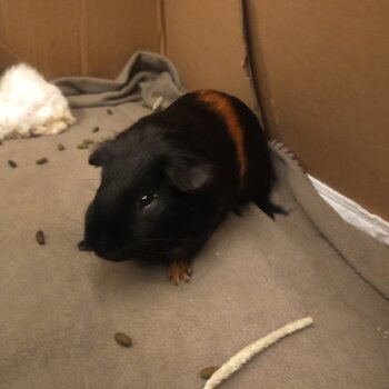 Giving away two guinea pigs