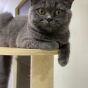 Gorgeous British Shorthair for sale-0