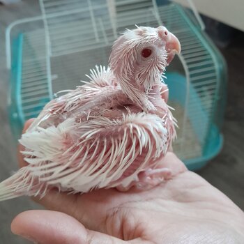 Albino cockatiel (ADOPTED