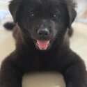 Not Available, Re-Homed - Mixed breedChow poodle for rehome.-3
