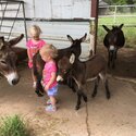 lovely donkey species available -0