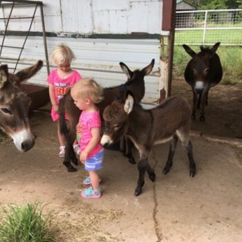 lovely donkey species available 