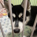 4 mth pomsky for rehoming! -5