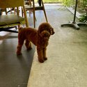 brown miniature poodle puppy-4