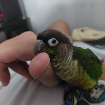 Green Conure looking for new owner