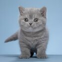 British Shorthair kittens for sale Singapore 