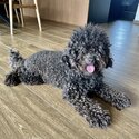 Female baby toy poodle looking to rehome -3