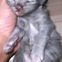 Kittens for adoption/sell-2