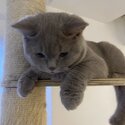 Gorgeous British Shorthair for sale-1