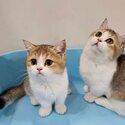 British shorthair golden-shaded munchkin short leg-2