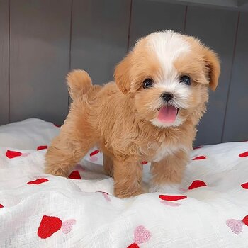 Adorable Maltipoo Puppies for sale