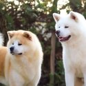 Shiba Inu Puppies for adoption -3